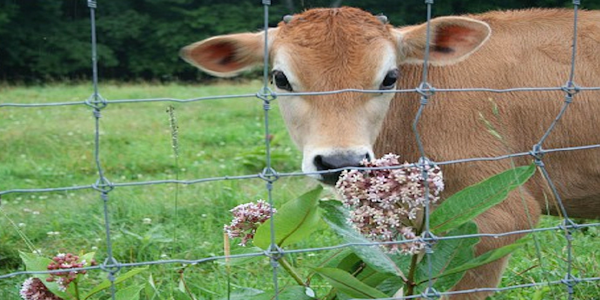 EUROFENCE - Farmer pletivo